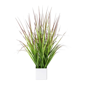 Blutgras im Topf 61cm
