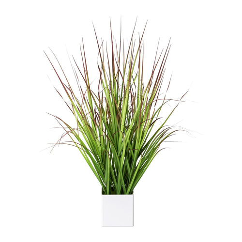 Blutgras im Topf 61cm