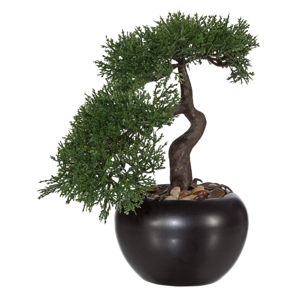 Bonsai Zeder