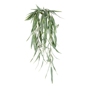 Eucalyptusranke