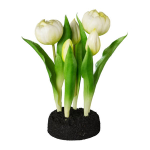 Gefüllte Tulpe im Erdballen