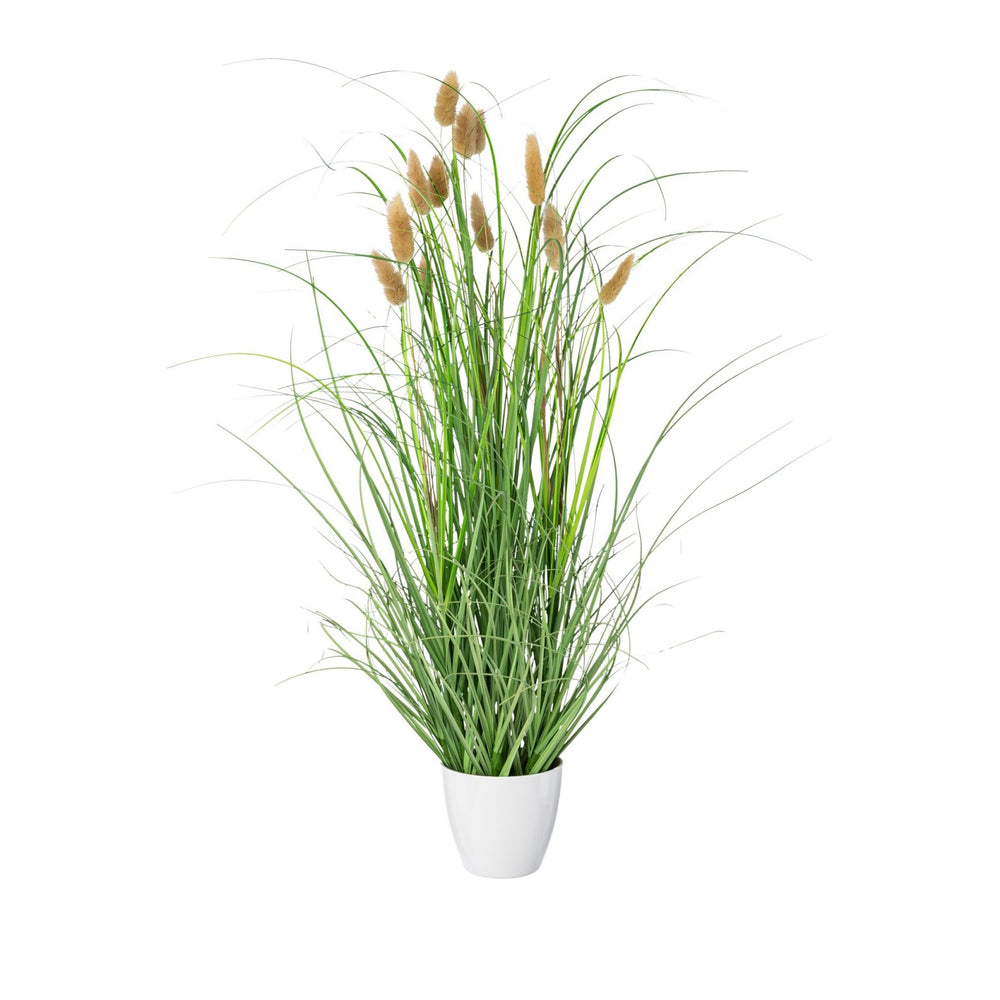 Lagurus im Topf 60cm