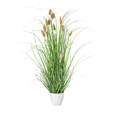 Lagurus im Topf 60cm