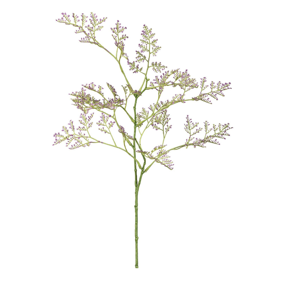 Limonium