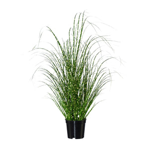 Miscanthus Zebrinus