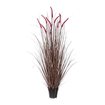 Pennisetum im Topf 138cm
