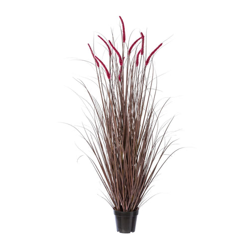 Pennisetum im Topf 138cm