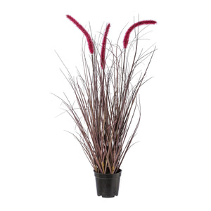 Pennisetum im Topf 73cm