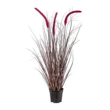 Pennisetum im Topf 73cm
