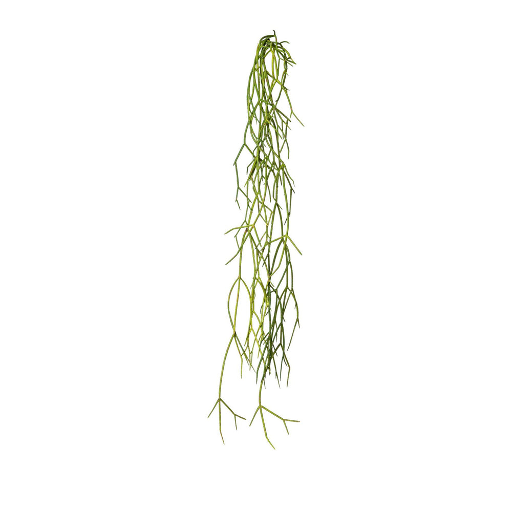 Rhipsalis-Hänger