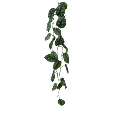 Scindapsusgirlande