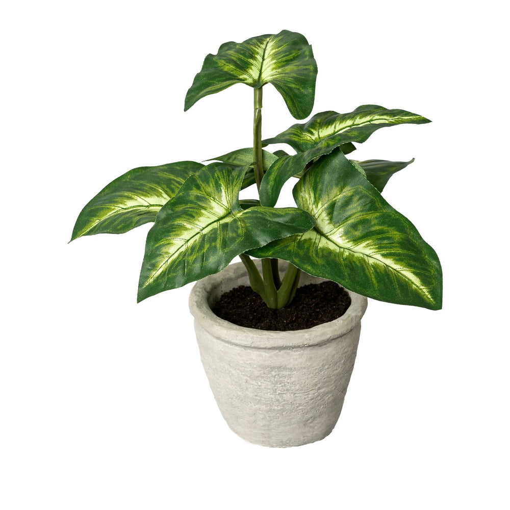 Syngonium im Topf
