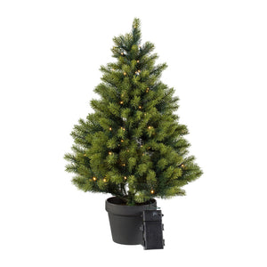 Tannenbaum im Topf