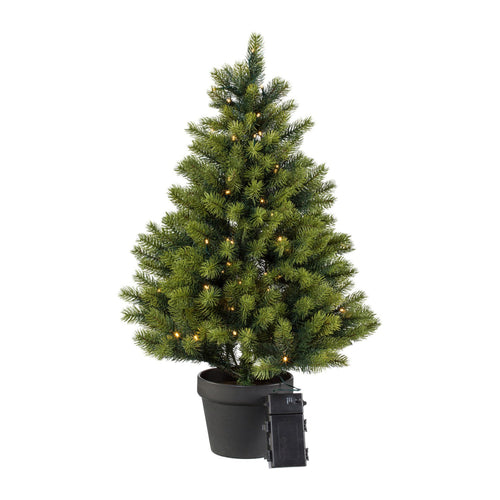 Tannenbaum im Topf
