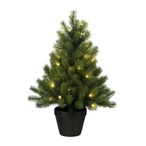 Tannenbaum im Topf